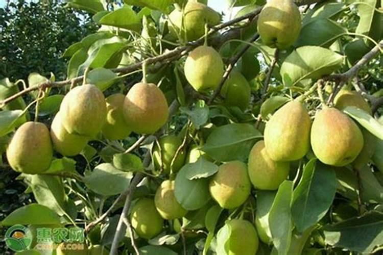 梨树施肥的最佳时间 梨树什么时候施肥