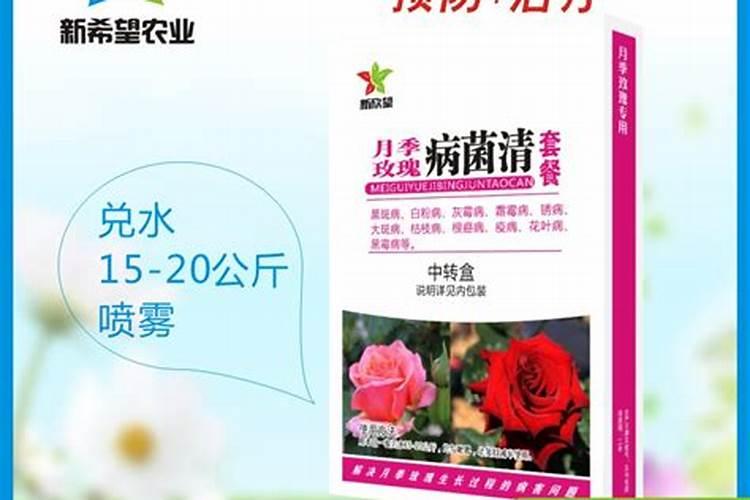 玫瑰花黄叶病的原因及治疗处理方法