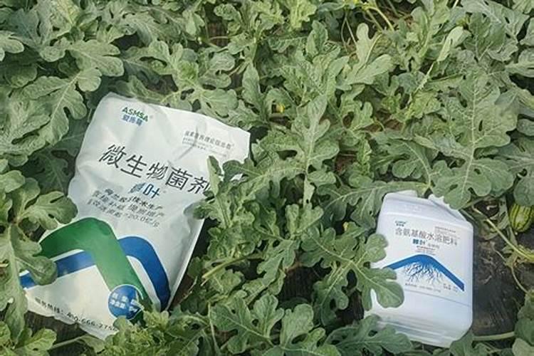 硝酸铵钙可以冲施黄瓜吗