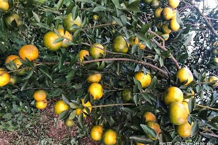 干旱地方种什么蔬菜