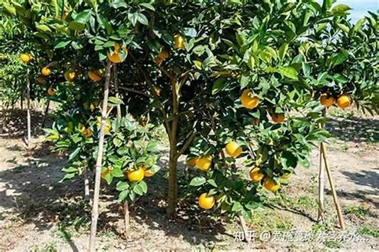 硼肥的施用方法有哪些？