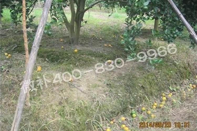 非洲茉莉如何栽培