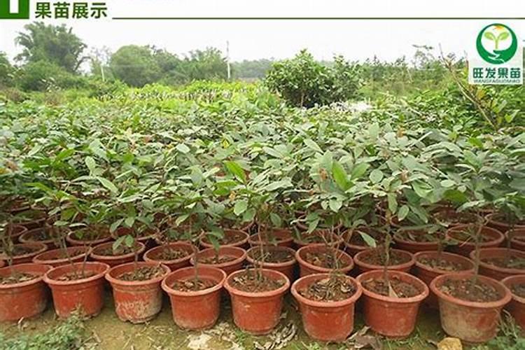 果树用什么肥料好？