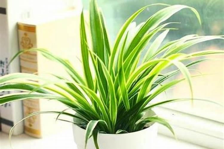 如何给植物施肥 怎么给植物施肥
