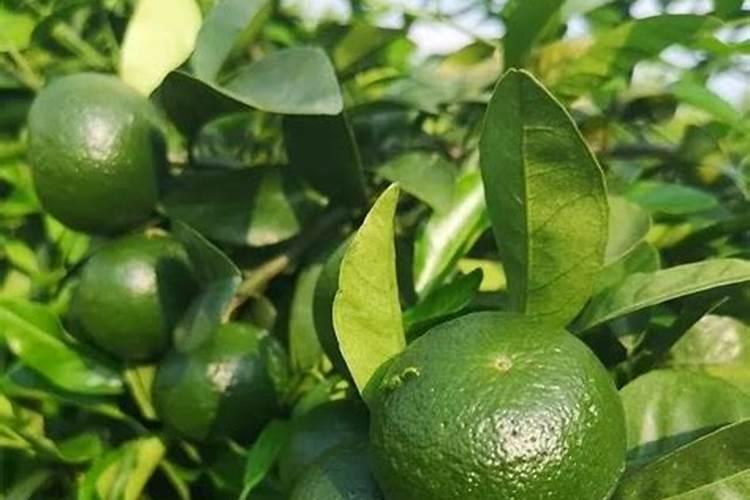 沙糖桔什么时候放秋梢？沙糖桔种植技术与管理