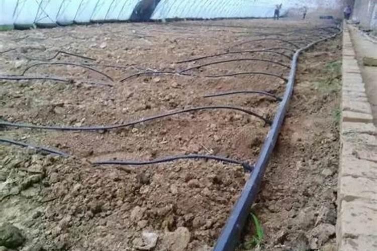 茶芽抽生后采茶的一些注意事项 什么时候采茶好