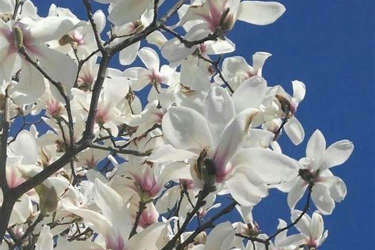 白兰花施什么肥料最好