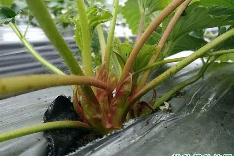 硫酸钾属于什么肥料