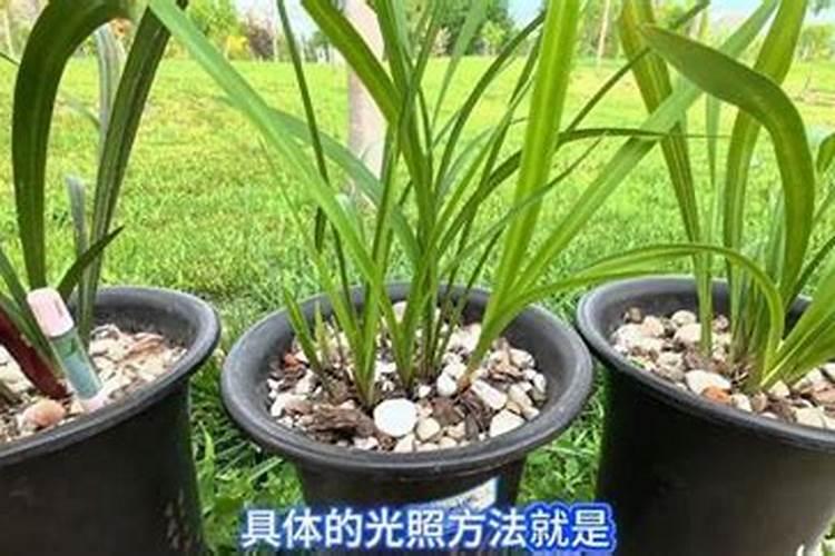 建兰夏季如何养护花期更长久