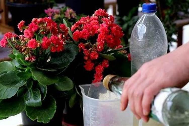 9月以后,5种花适合入手,开花漂亮又好养