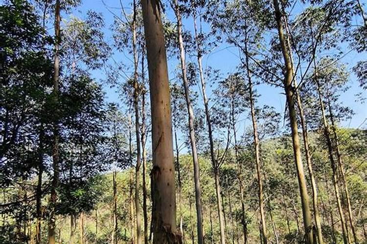 水稻抽穗扬花期管理 怎么养殖比较好