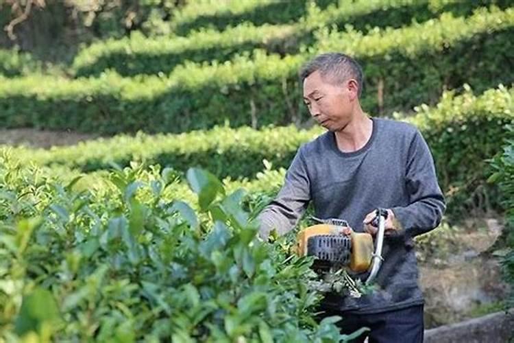 茶叶叶面肥用什么最好