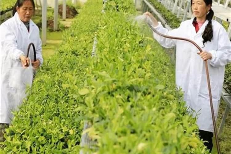 磷酸二氢钾用在茶叶上作叶面施肥多久可以采摘