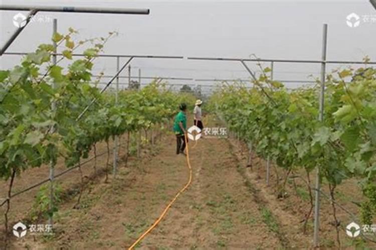 刚栽的葡萄树需要施肥吗？