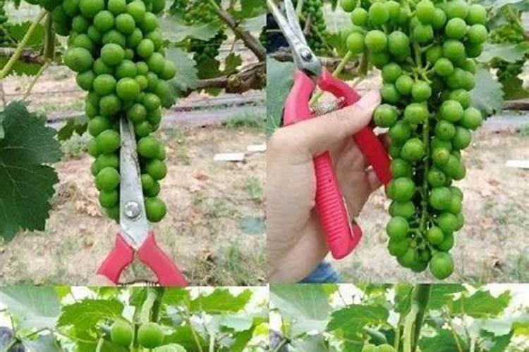 葡萄开花后怎么施肥