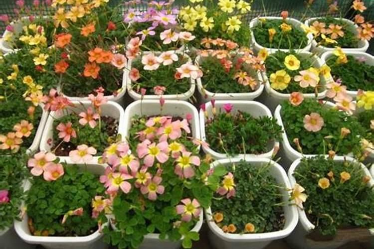 荔枝树在什么时候剪枝合适