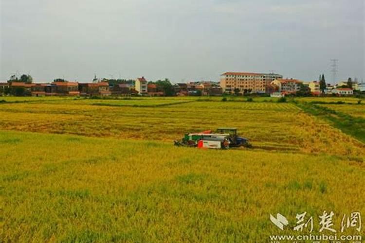 水稻田自生稻如何处理