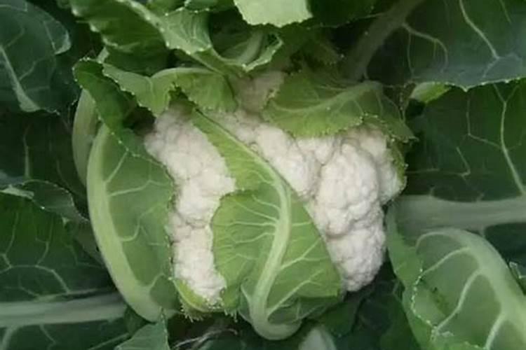 种花椰菜用哪种肥料好