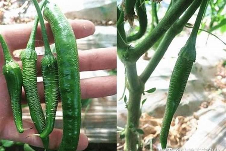 海带苗腥味怎么去除