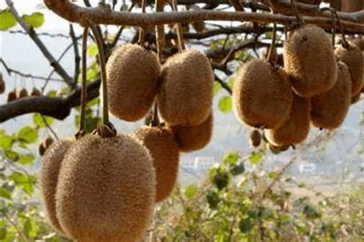 猕猴桃幼树的培养方法