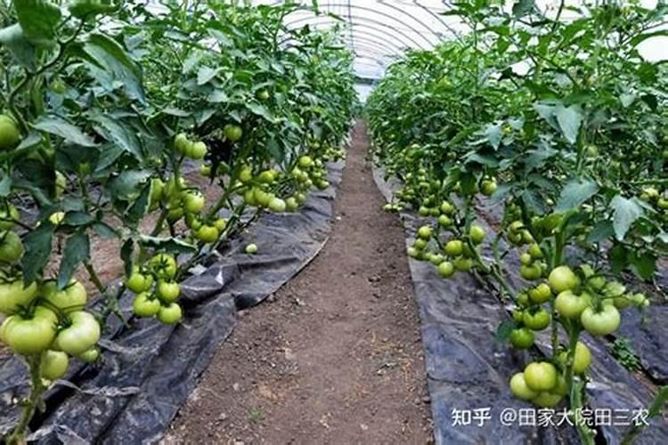 有机硅药害怎样解