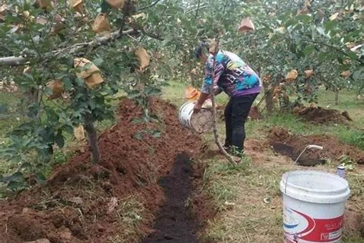 果园秋施基肥的好处及方法