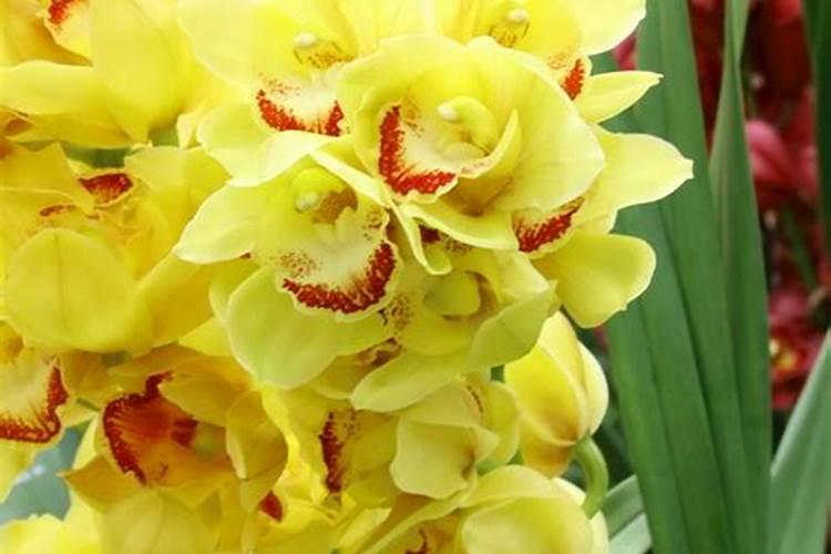 大花蕙兰花蕾干枯怎么办蕾期应该怎么保养？
