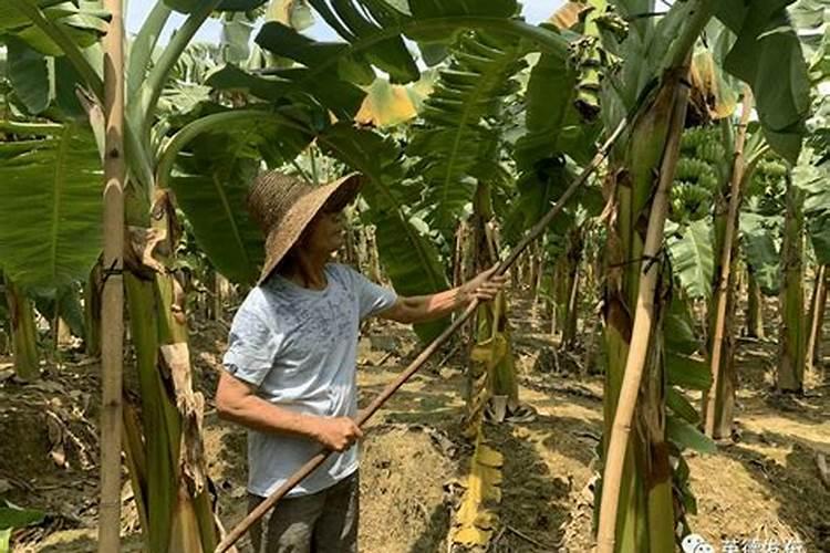 复合肥料高端化肥厂家哪家比较专业可靠？