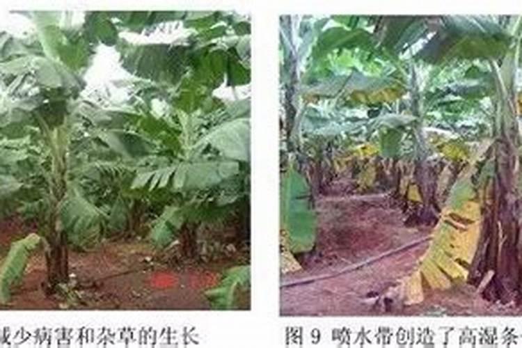 香蕉一般施什么肥
