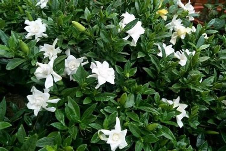 栀子花花苞期怎么施肥