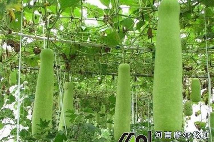 多肉植物能喷磷钾肥吗