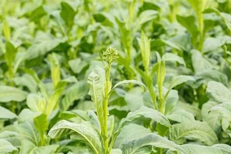 刚栽的葡萄多久施肥和浇水 葡萄栽种后几时浇水施肥？