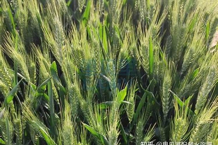 土壤物理结构有什么改良措施？黄腐酸钾的作用!