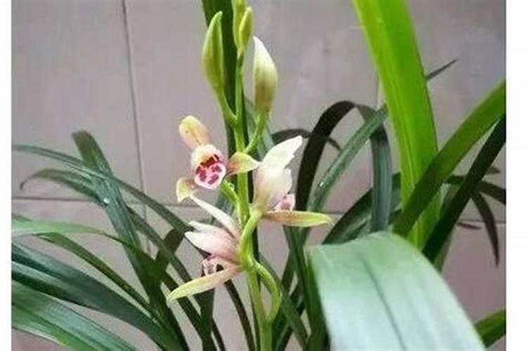 兰花几月份施磷酸二氢钾最佳 兰花几月份施磷酸二氢钾最好