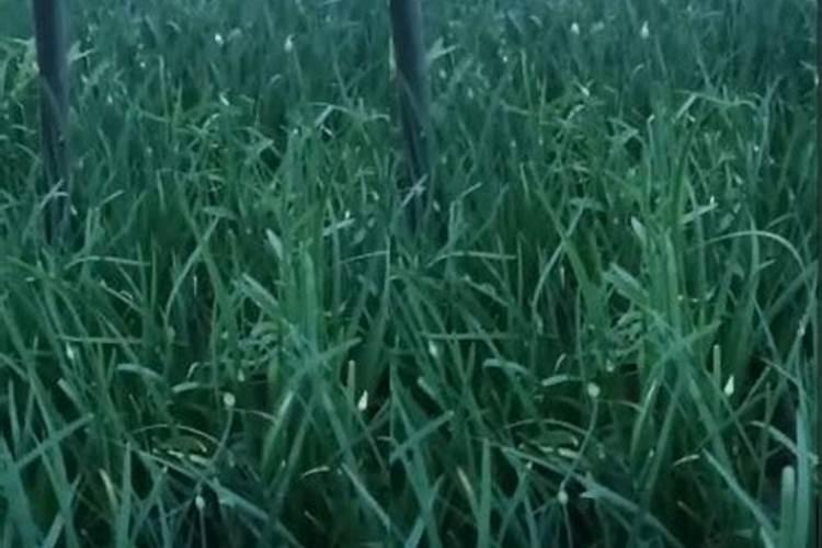 西瓜皮做肥料怎么做