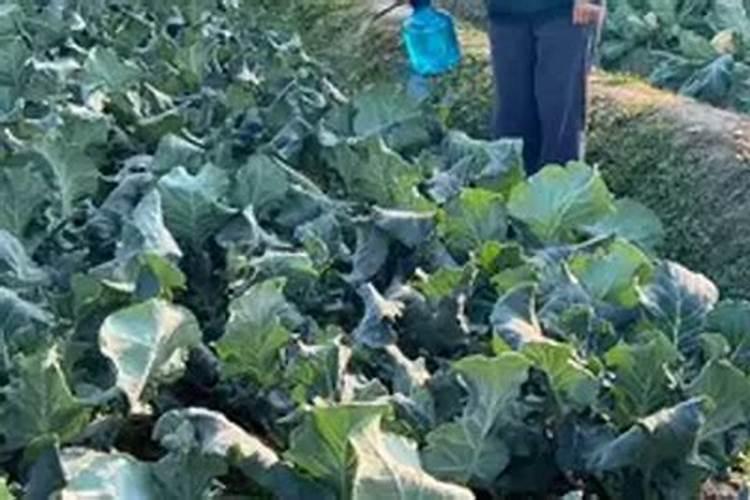 ...时间可以疏果疏枝吗？马上硬核了,施什么肥料适宜它生长？