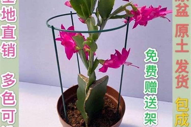 蟹爪兰用什么叶面肥？