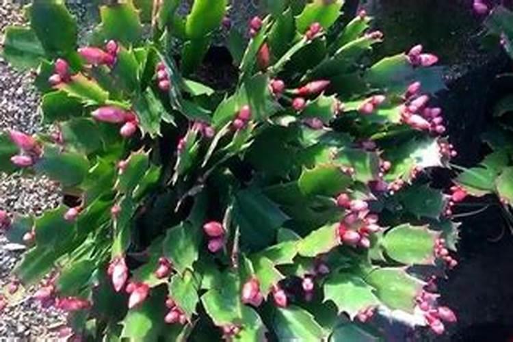 蟹爪兰上什么肥料最好正准备开花