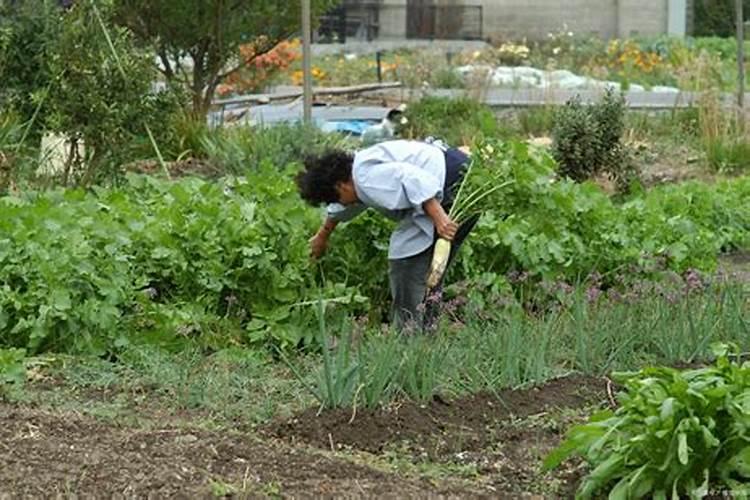 芸苔素的基本信息