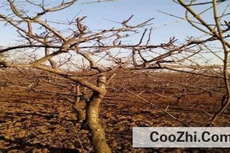 盆栽芦荟的管理