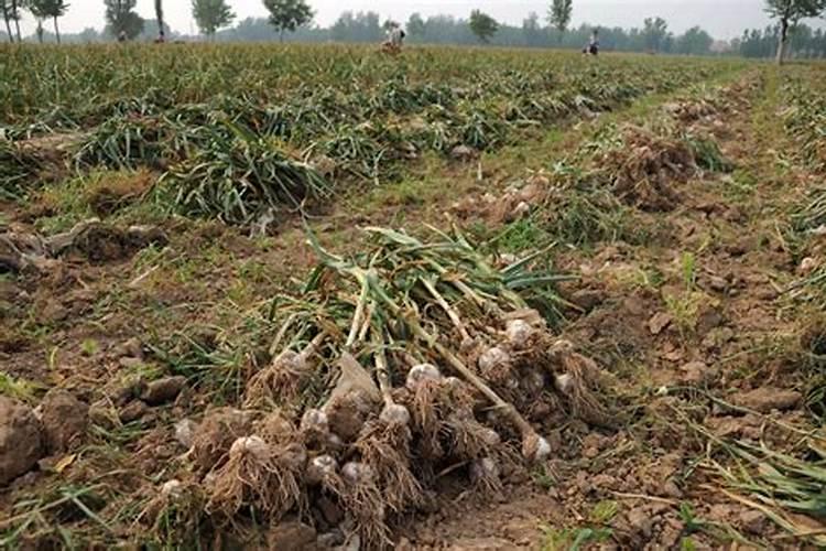 玉兰树的种植方法