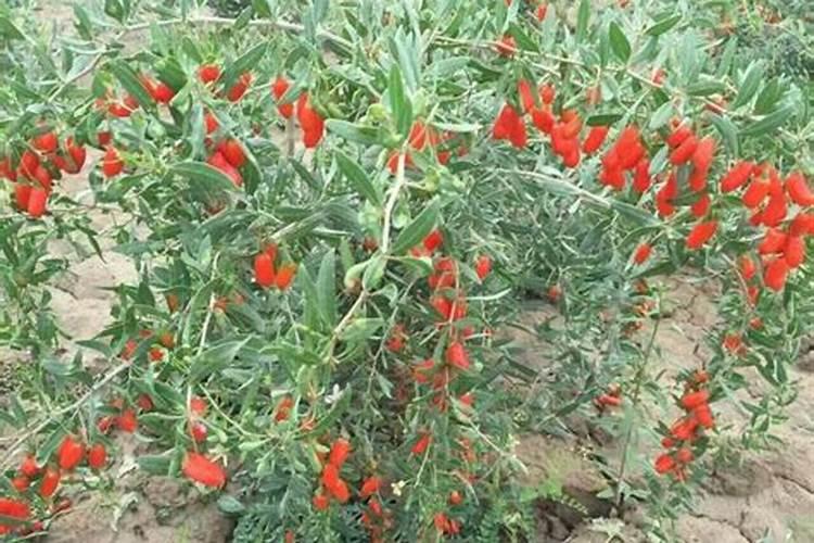 硅溶胶生产和使用有哪些注意事项