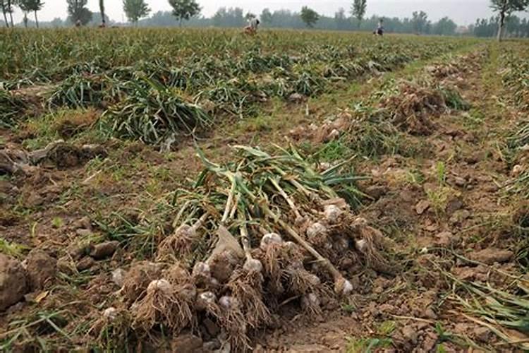 苹果的根腐病用什么可以防治