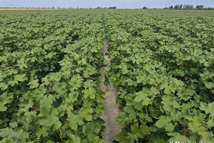 种植桉树底肥放多少