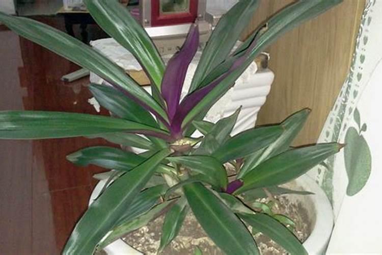 苍术怎么种植技术