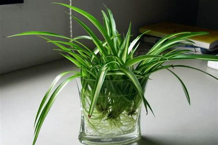 枣树移栽后多久浇水 枣树移栽浇水正确方法