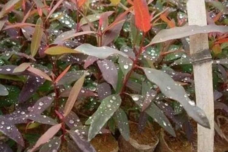 桉树施肥的正确方法