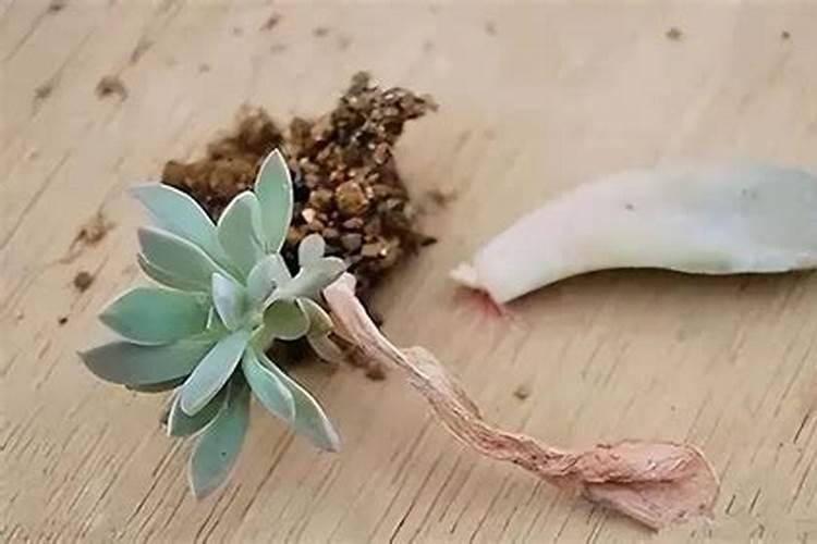 栀子花施什么肥好,栀子花的施肥方法以及注意事项