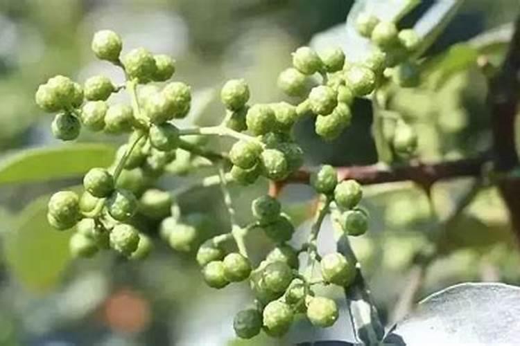 花椒用不用上肥料