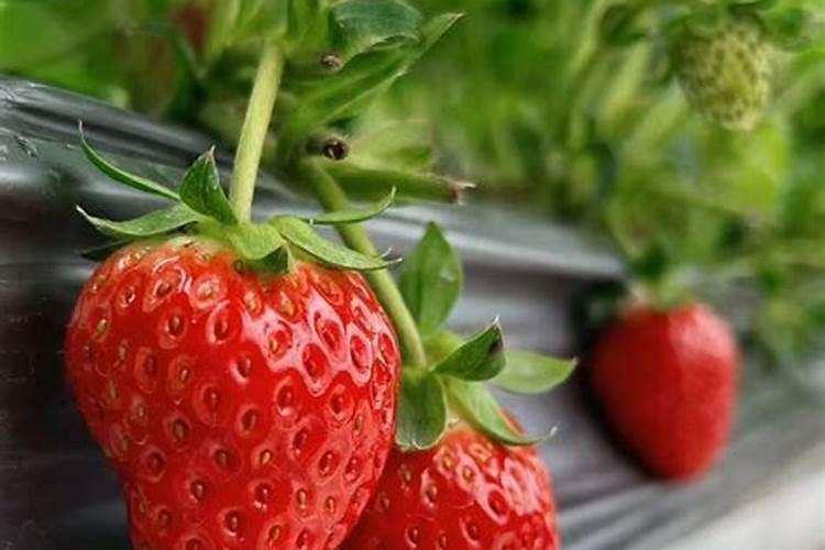 草莓膨果期用什么肥